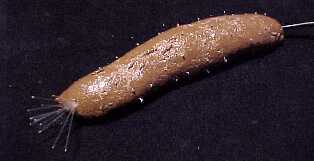 turd5.jpg