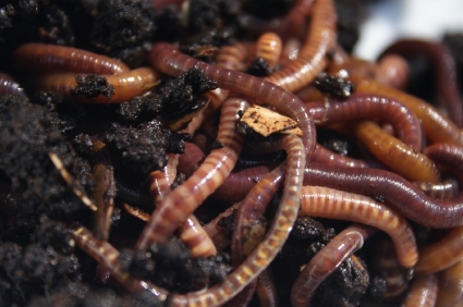 closeup-of-worms.jpg