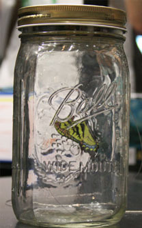electric-butterfly-2.jpg